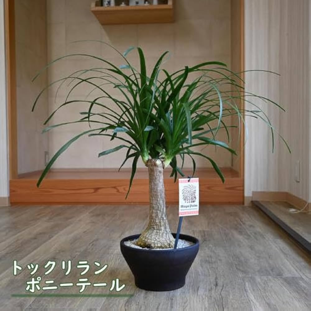 トックリラン　ノリナ　ポニーテール　抜き苗地上50cm(^^)❢ トックリラン ノリナ ポニーテール 抜き苗地上50cm(^^)❢ 観葉植物